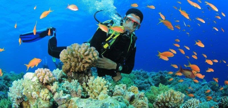 Lặn san hô Quy Nhơn: Trải nghiệm đại dương kỳ diệu chưa từng có
