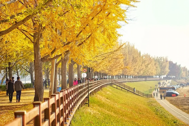 Tour Hàn Quốc mùa thu vàng 2025: Busan - Seoul - Korean Folk Village 6 ngày 5 đêm từ Hà Nội