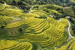 Săn mùa lúa chín Hà Giang để tận hưởng vẻ đẹp xuyến xao lòng người