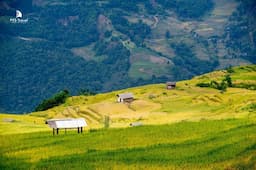 Du lịch Y Tý mùa lúa chín: Chiêm ngưỡng sắc vàng rực rỡ níu chân mọi du khách