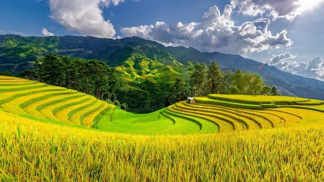 Du lịch Tây Bắc mùa thu: Săn mùa vàng, ôm trọn núi đồi rực rỡ trong tầm mắt