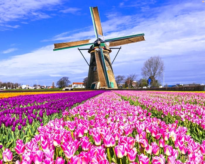 Lễ hội hoa tulip ở Hà Lan có gì đặc biệt mà ai cũng mê?