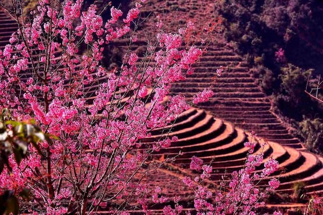 Du lịch Mù Cang Chải tháng 12 – Những điểm đến đẹp không thể bỏ lỡ