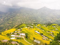 Du lịch Hoàng Su Phì mùa lúa chín: Khi nào đi? Có gì đẹp?