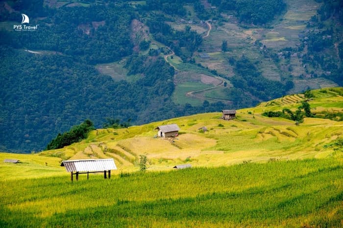 Ruộng bậc thang Y Tý - Ngỡ ngàng trước biển vàng Tây Bắc