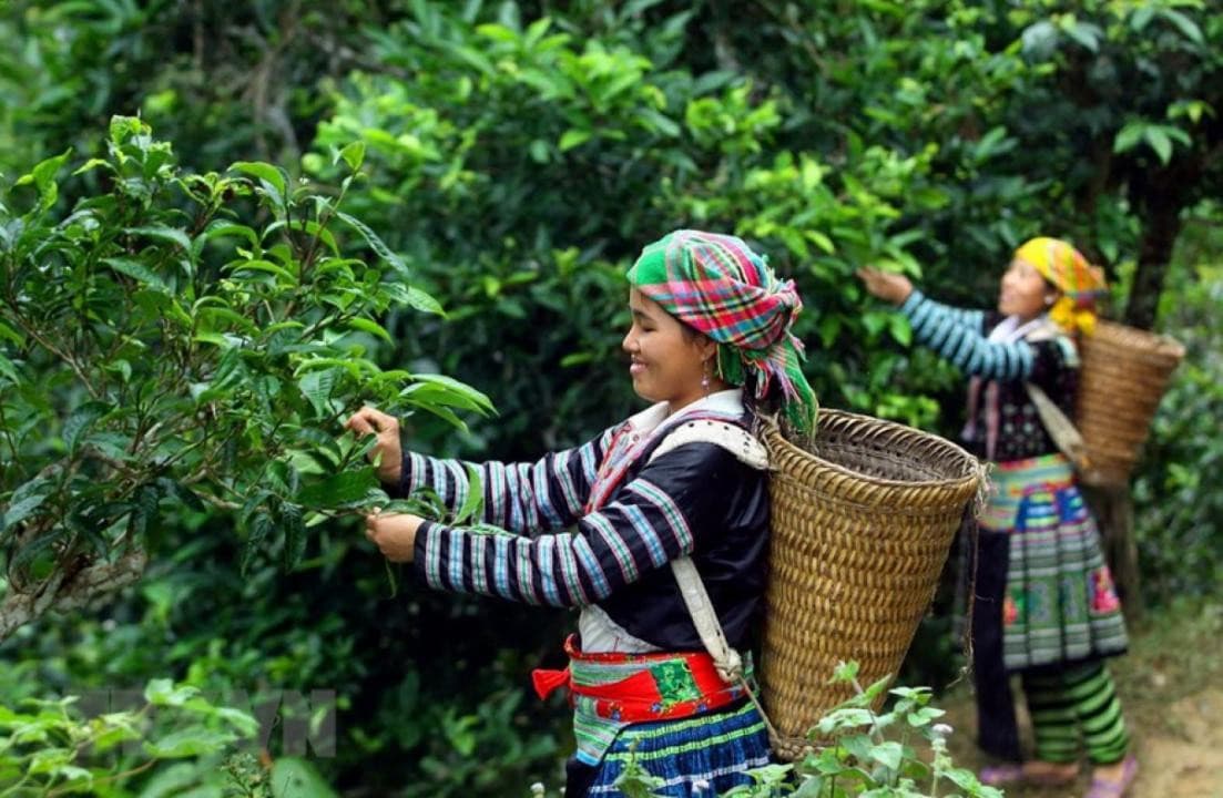 Chè Shan Tuyết Hoàng Su Phì – Tinh hoa từ đại ngàn Hà Giang