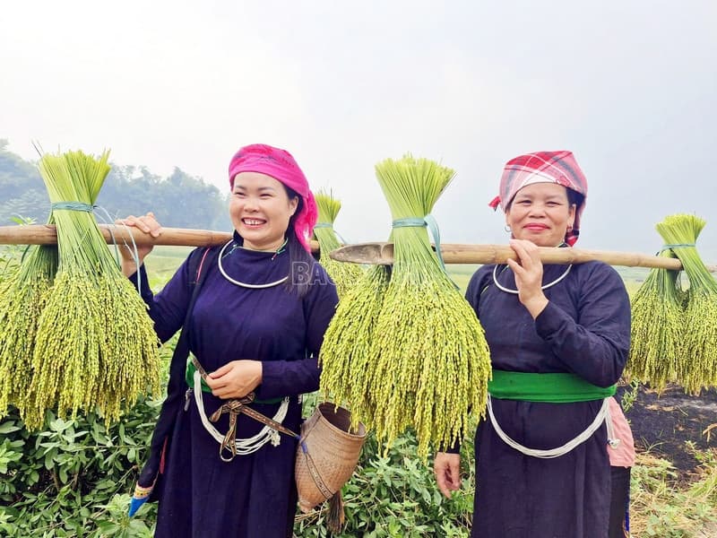 Thưởng thức cốm Bắc Hà - Hương vị đặc trưng vùng "cao nguyên trắng"