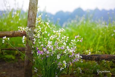 Du lịch Mộc Châu tháng 10, lạc giữa thiên đường hoa đa sắc màu