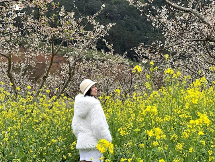 Tour Bắc Hà - Tả Van Chư 2 ngày 1 đêm từ Hà Nội - Tết Nguyên Đán 2026