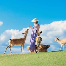 Tour Nhật Bản mùa hè 2026: Osaka - Kyoto - Phú Sĩ - Tokyo 6 ngày 5 đêm từ Hà Nội