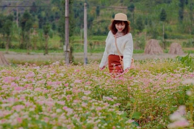 Thông tin về Lễ hội hoa Tam Giác Mạch Hà Giang 2025 "Miền đá nở hoa”