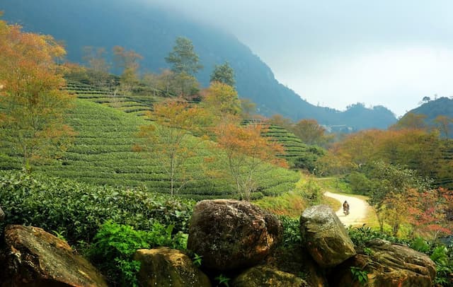 Đồi chè Ô Long Sa Pa - Điểm hẹn sống ảo đẹp mê giữa mây trời Tây Bắc