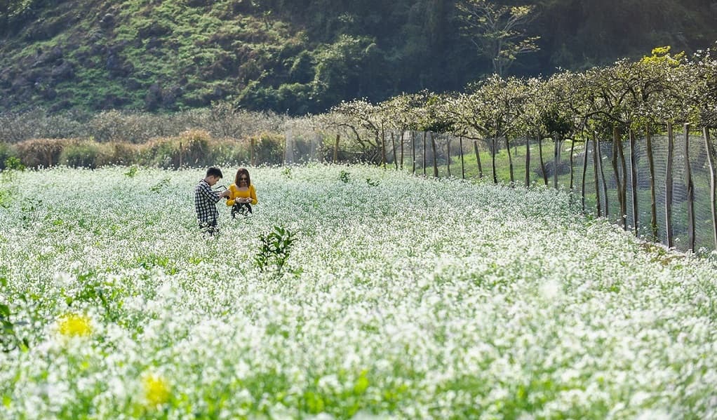 Kinh nghiệm du lịch Mộc Châu mùa hoa cải trắng từ A đến Z mới nhất 2026