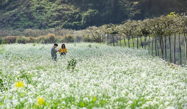 Kinh nghiệm du lịch Mộc Châu mùa hoa cải trắng từ A đến Z mới nhất 2026