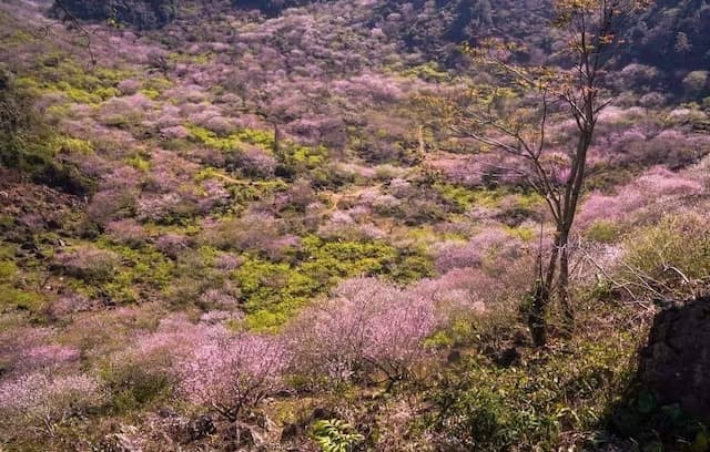 Săn mùa hoa đào Mộc Châu với những điểm dừng chân đẹp nhất