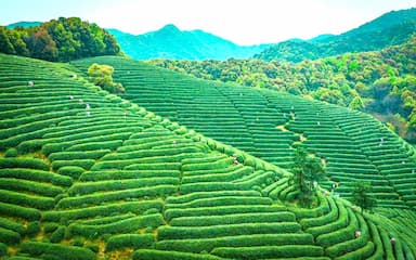 Làng chè Long Tỉnh Hàng Châu: Vùng đất của trà Long Tỉnh thượng hạng