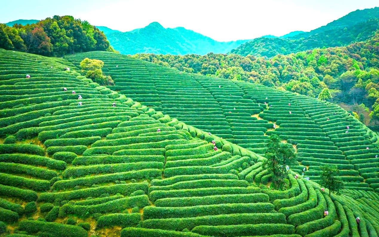 Làng chè Long Tỉnh Hàng Châu: Vùng đất của trà Long Tỉnh thượng hạng