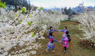 Du lịch Bắc Hà mùa xuân: Mùa hoa đẹp nhất của cao nguyên trắng