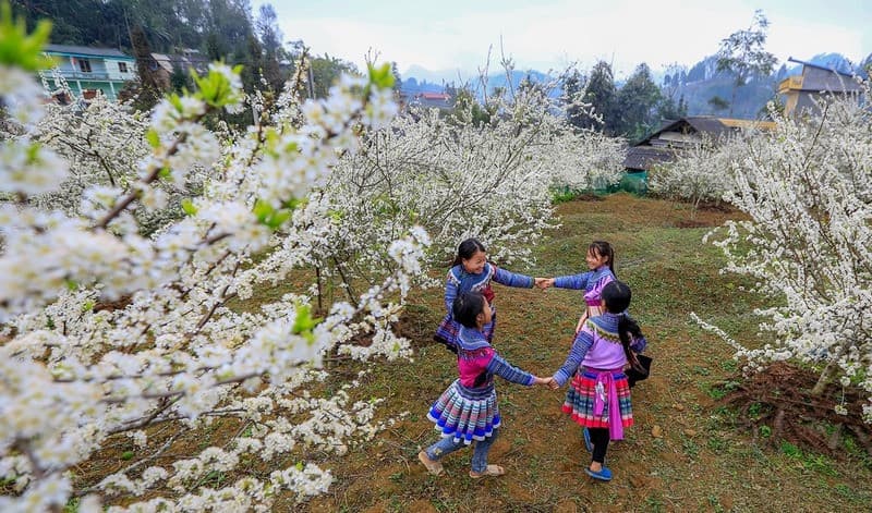 Du lịch Bắc Hà mùa xuân: Mùa hoa đẹp nhất của cao nguyên trắng