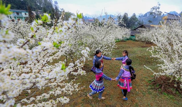 Du lịch Bắc Hà mùa xuân: Mùa hoa đẹp nhất của cao nguyên trắng