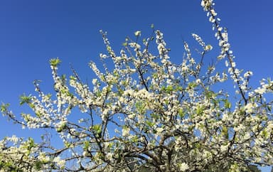 Hoa mận Sapa: Mùa hoa trắng tinh khôi đẹp nhất Tây Bắc