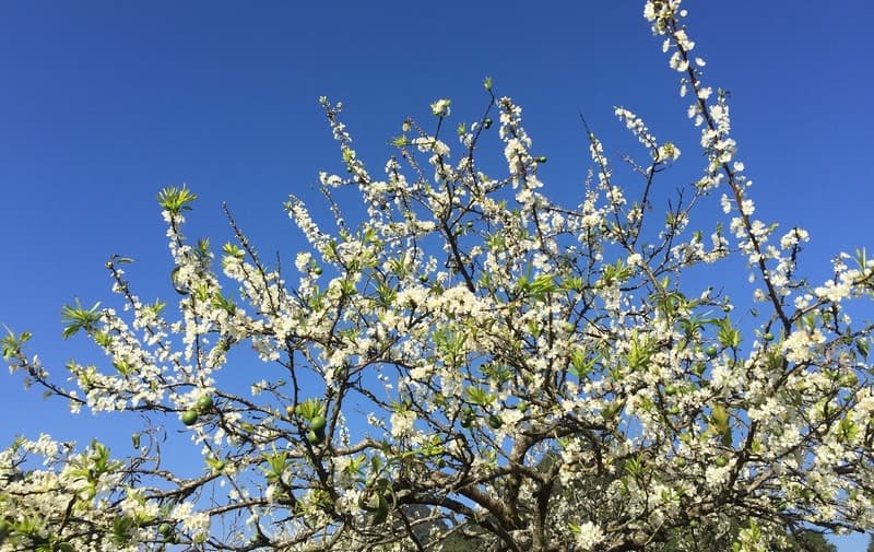 Hoa mận Sapa: Mùa hoa trắng tinh khôi đẹp nhất Tây Bắc