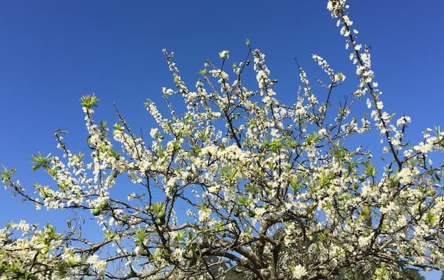 Hoa mận Sapa: Mùa hoa trắng tinh khôi đẹp nhất Tây Bắc