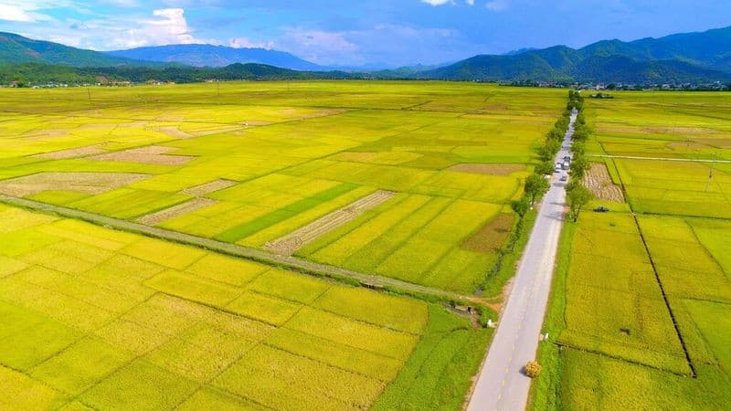 Cánh đồng Mường Thanh Điện Biên Phủ: Khám phá "kho lúa" khổng lồ giữa lòng thung lũng lịch sử