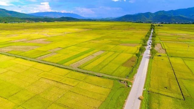 Cánh đồng Mường Thanh Điện Biên Phủ: Khám phá "kho lúa" khổng lồ giữa lòng thung lũng lịch sử