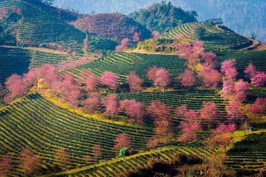 Du lịch Sapa mùa xuân: Mùa hoa đẹp nhất Tây Bắc