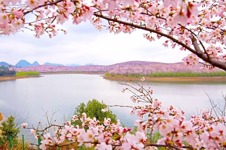 Tour Trung Quốc mùa hoa anh đào 2026: Quý Dương - Bình Bá - Thanh Nham Cổ Trấn - Thiên Hộ Miêu Trại - Thập Bát Trại - Chùa Tây Phổ Đà 6 ngày 5 đêm từ Hà Nội