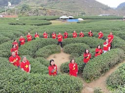 Du lịch Mộc Châu dịp 30/4 - 1/5 có gì? Cùng PYS Travel tìm hiểu