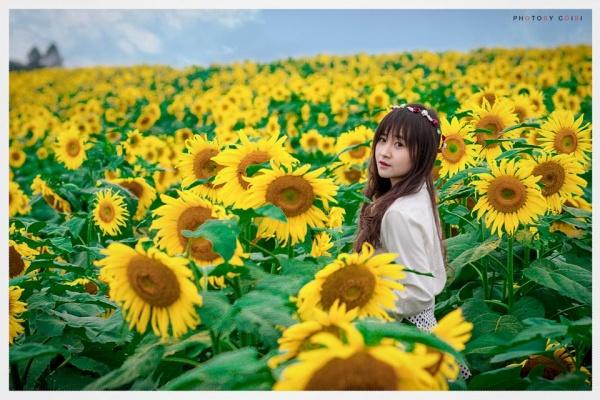 Cánh đồng hoa hướng dương - Biểu tượng mới của Xứ Nghệ