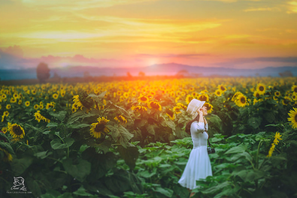 Ảnh về hoa hướng dương Nghệ An khiến bạn chỉ muốn lên đường ngay lập tức