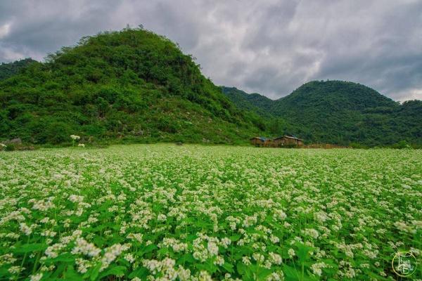 Tháng 4 ngắm hoa tam giác mạch nở rộ