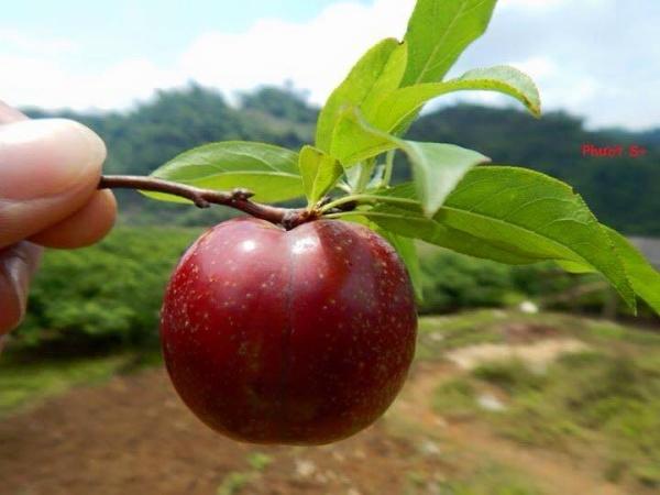 Mộc Châu tháng Tư có gì hay?