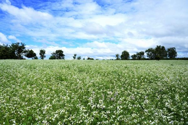 Đồng hoa cải trắng, hướng dương hút dân du lịch Đà Lạt