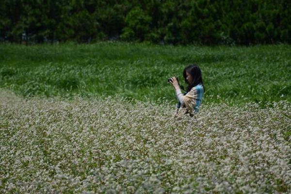 Cánh đồng tam giác mạch bạt ngàn khoe sắc ở Lâm Đồng