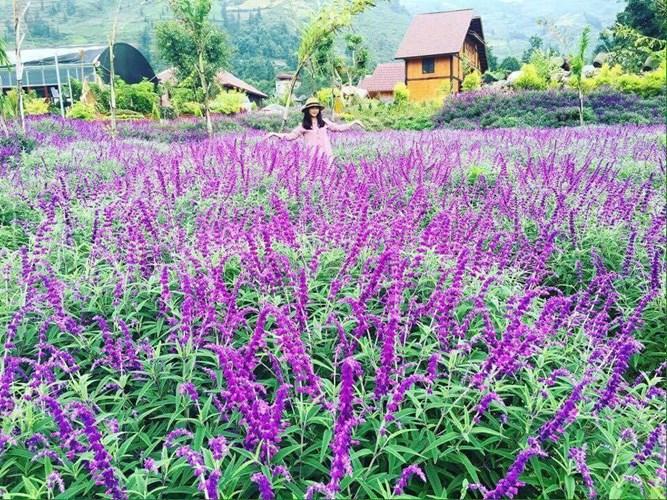 Vườn hoa oải hương Bắc Hà - điểm đến cực mới khiến giới trẻ đứng ngồi không yên