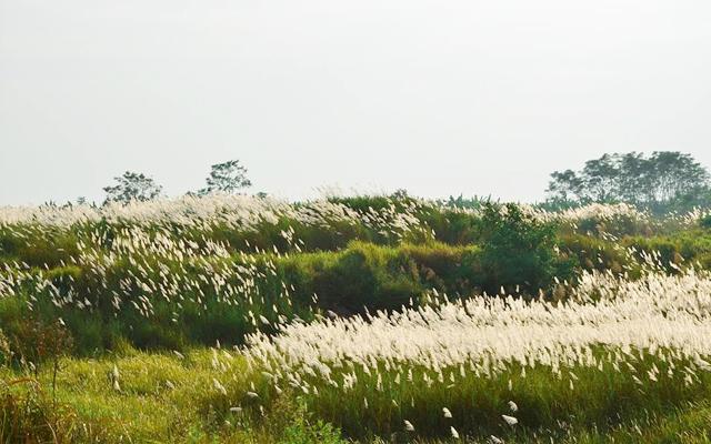 Ngỡ ngàng cánh đồng cỏ lau đẹp như tranh ngay tại Hà Nội