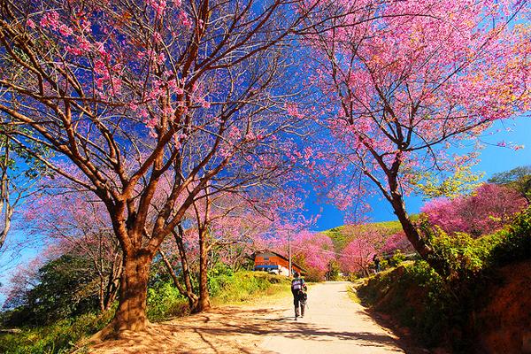 Nhanh chân lên nào kẻo bỏ lỡ Lễ hội mai anh đào Đà Lạt 2017 đang tới gần!
