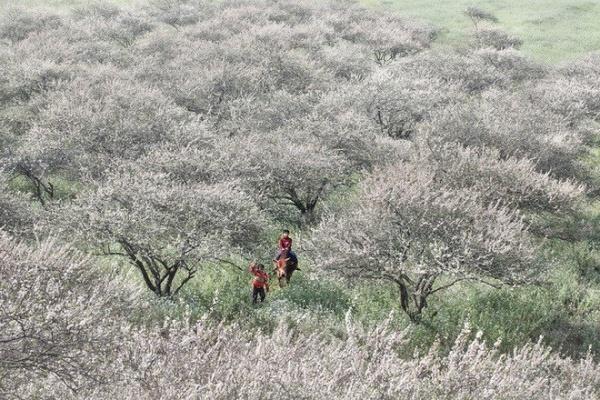 Ba loài hoa tháng 1 đẹp ngơ ngẩn khiến bạn muốn 'lạc trôi' khỏi thành phố