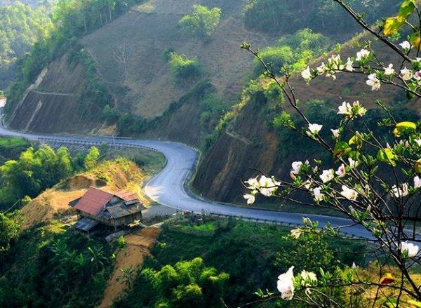 Đừng đi Điện Biên khi hoa ban nở, bạn sẽ không muốn về