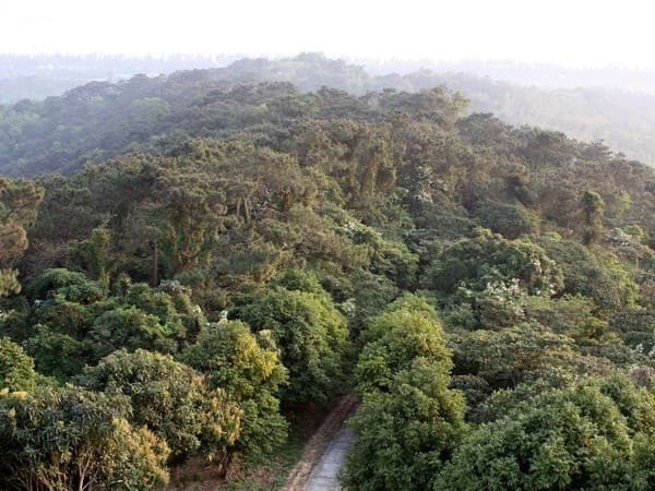 rừng nguyên sinh cô tô