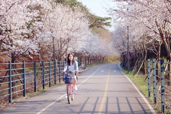 Đảo Nami - điểm đến lý tưởng cho chuyến du lịch Hàn Quốc siêu lãng mạn