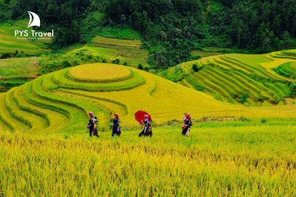 Du lịch phương Bắc: Chạy trốn nắng Sài Gòn săn lúa vàng trong gió thu se lạnh!