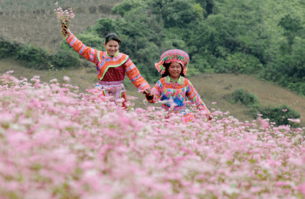 Lễ hội hoa tam giác mạch Hà Giang lần IV năm 2018. Lên đường ngay!