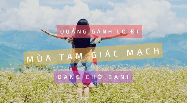 Lễ hội hoa Tam giác mạch 2017 được điều chỉnh. Cập nhật ngay kẻo "đi nhầm"!