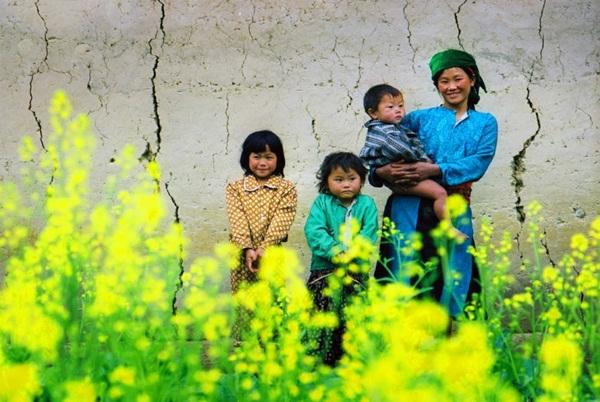 Nô nức kéo nhau về Hà Giang chiêm ngưỡng hoa cải mèo vàng óng ả