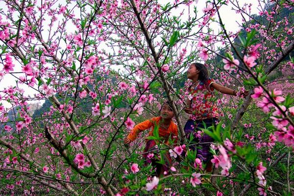 [HOT] Ngày hội hoa đào Sơn La sắp diễn ra rồi, bạn đã biết chưa?